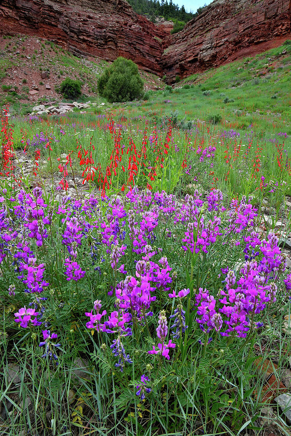 Wildflower Garden along Highway 145 Photograph by Ray Mathis