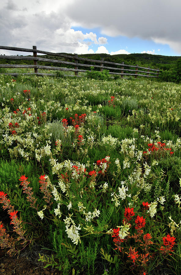 Wildflower Garden along Highway 62 in Colorado Photograph by Ray Mathis