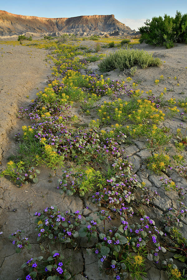 Wildflower Garden in Utah Desert Photograph by Ray Mathis
