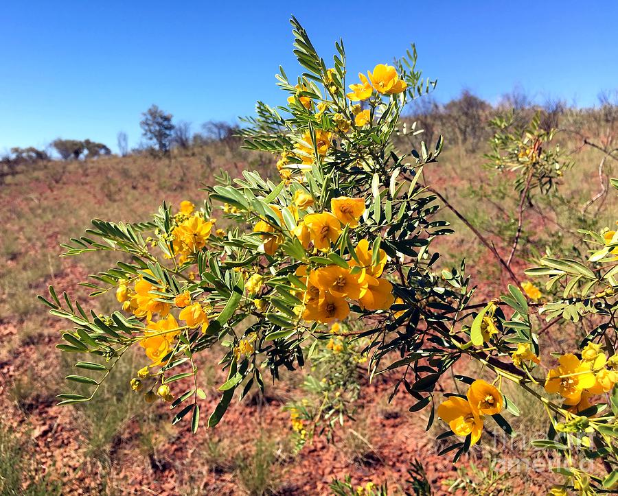 Wildflower Growing In The Pilbara Desert Region Of Western Australia