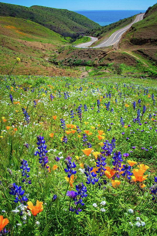 Wildflower Heaven in Malibu - Superbloom 2019 Photograph by Lynn Bauer