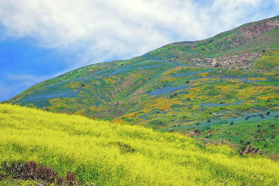 Wildflower Hills of Malibu -  Superbloom 2019 Photograph by Lynn Bauer