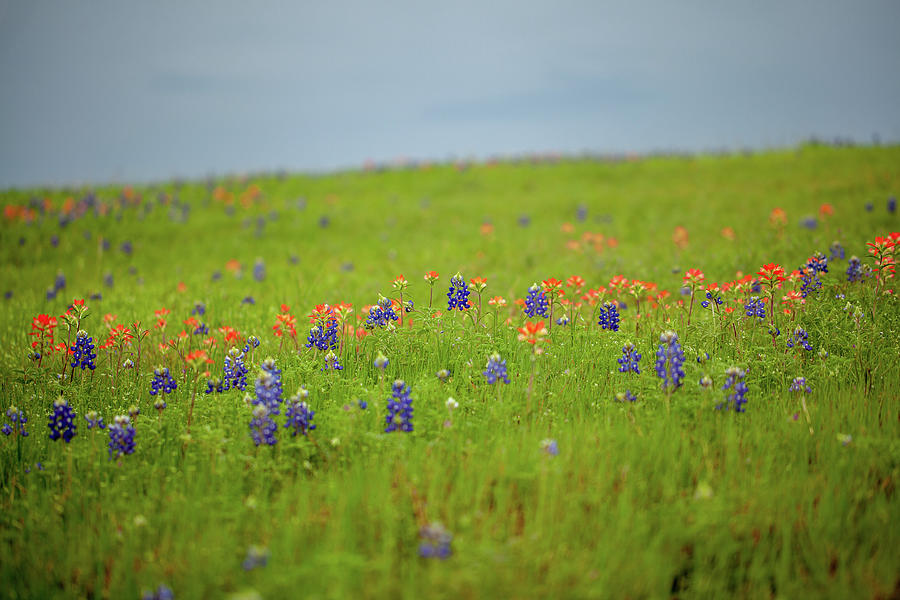 Wildflower Hillside Photograph by Deon Grandon