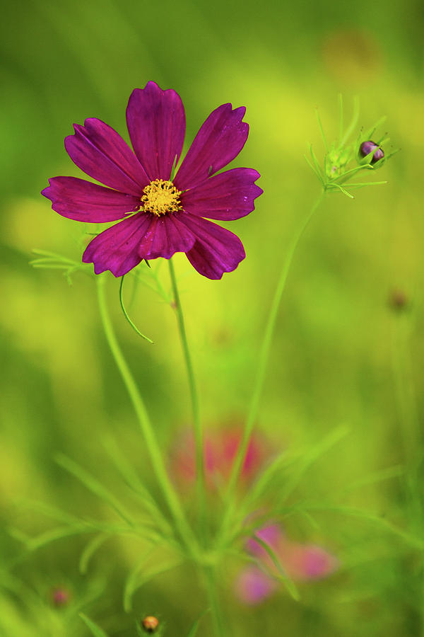 Summer Photograph - Wildflower by Image By Rebecca Weaver, Rweavernest Photography