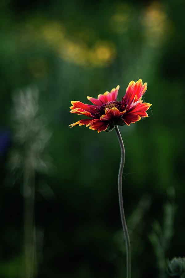 Wildflower Photograph by Joe Kopp