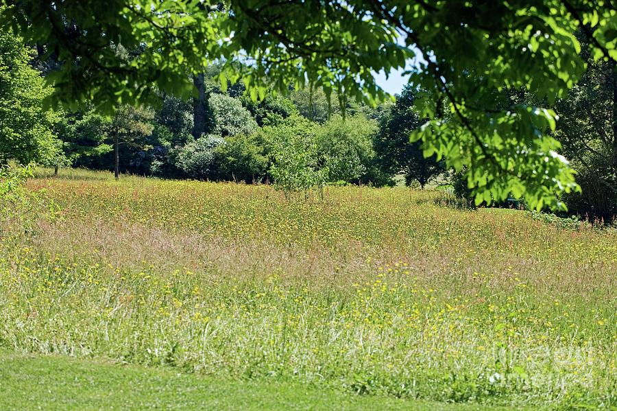 Wildflower Meadow Photograph by Dr Keith Wheeler/science Photo Library