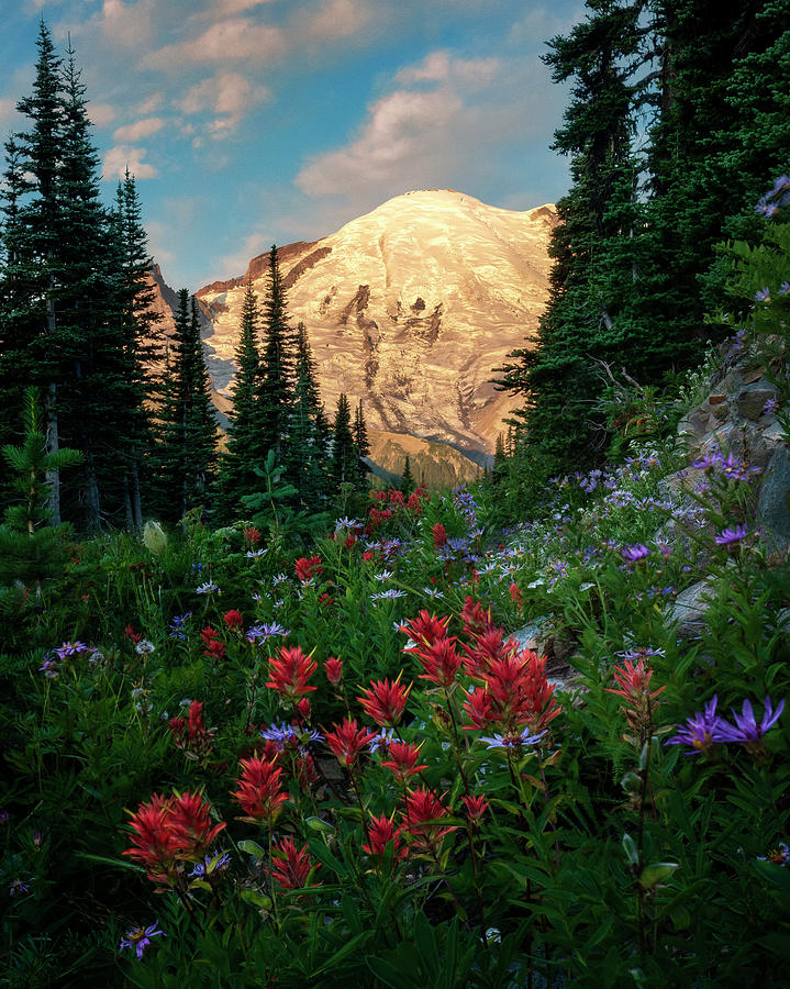 Wildflower Morning on Mount Rainier by David Soldano Wildflower Morning on Mount Rainier by David Soldano