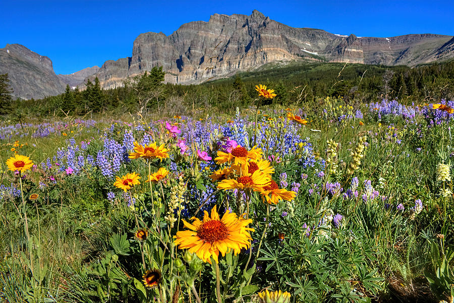 Wildflower Mountain Photograph by James Anderson - Pixels