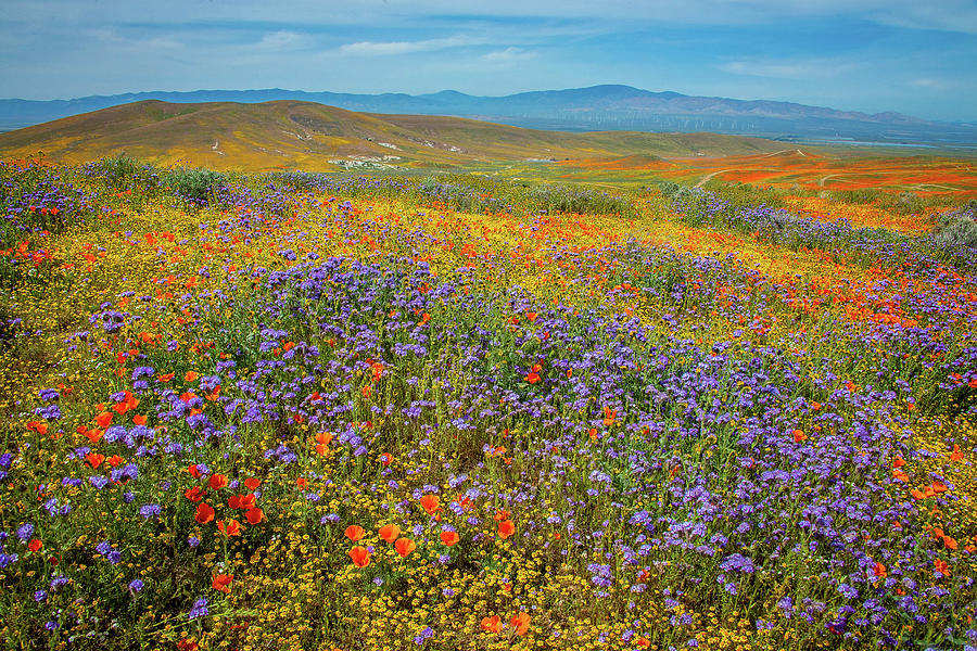 Wildflower Oasis in the High Desert - Superbloom 2019 Photograph by Lynn Bauer