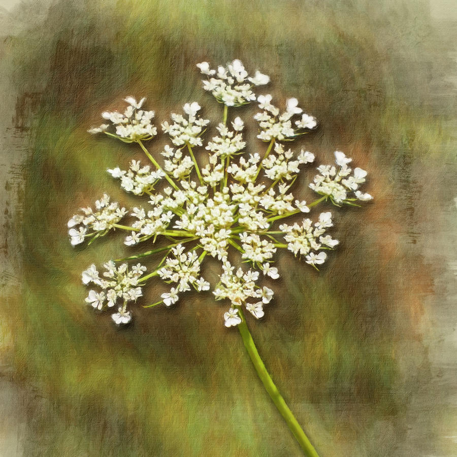 Wildflower Or Weed - Queen Annes Lace  Photograph by Leslie Montgomery