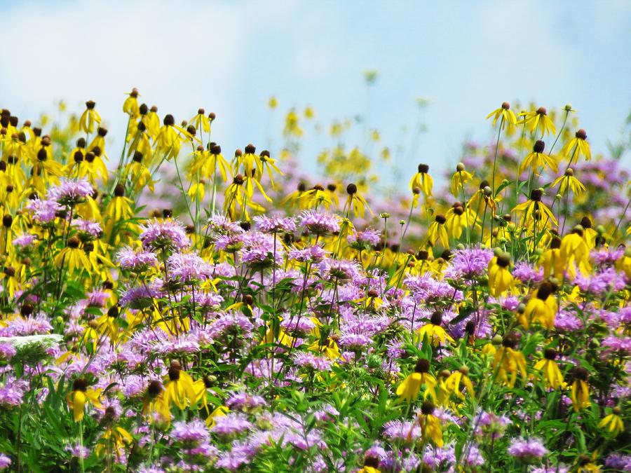 Wildflower Palette  Photograph by Lori Frisch