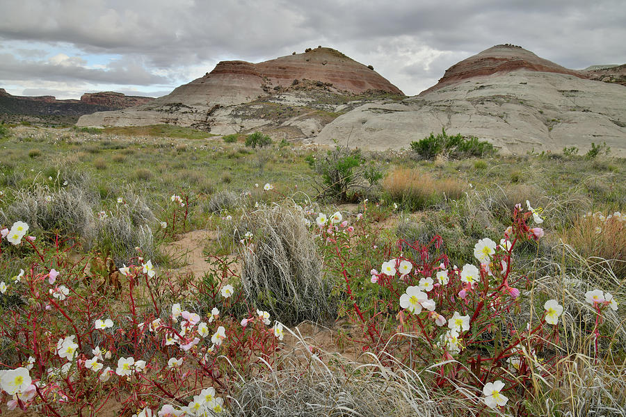 Wildflower Prairie at Ruby Mountain Photograph by Ray Mathis