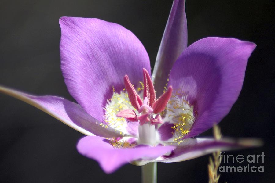 Flower Photograph - Wildflower Sagebrush Mariposa Lily 164 by Mrsroadrunner Photography