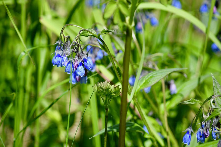 Wildflower Season Photograph by Hella Buchheim - Fine Art America