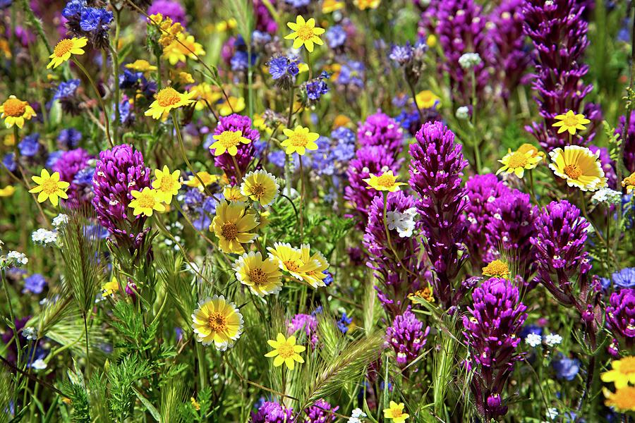 Wildflower Souffle Photograph by Lynn Bauer