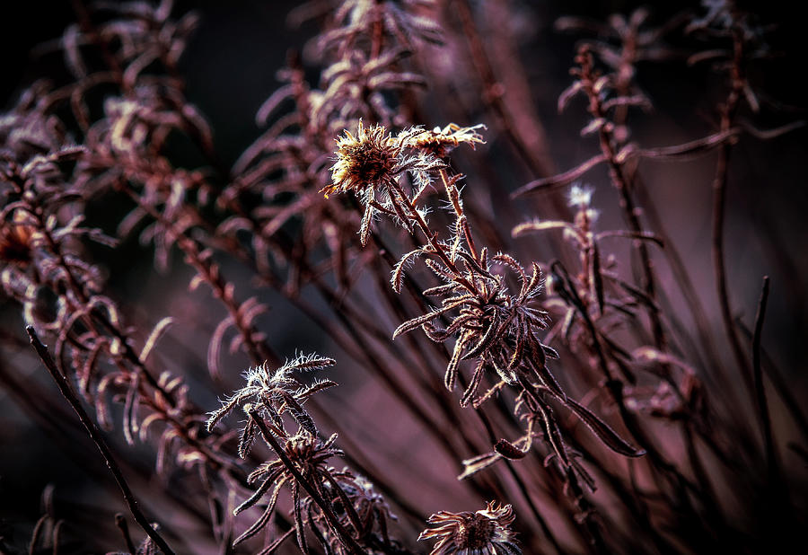 Wildflower by Stephen Riella Wildflower by Stephen Riella