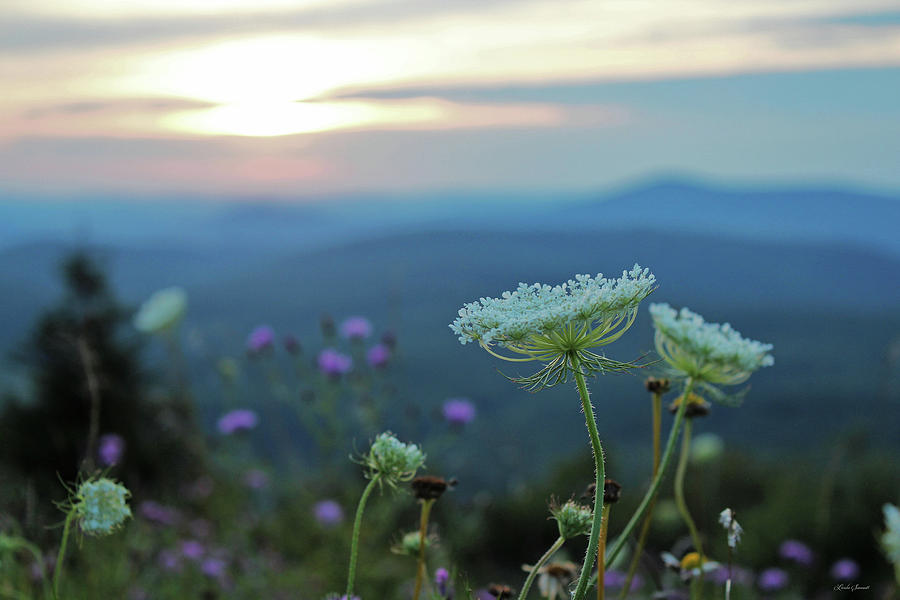 Wildflower Sunset Photograph by Linda Sannuti