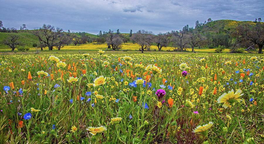 Wildflower Wonders Along Shell Creek Road - Superbloom 2019 Photograph by Lynn Bauer