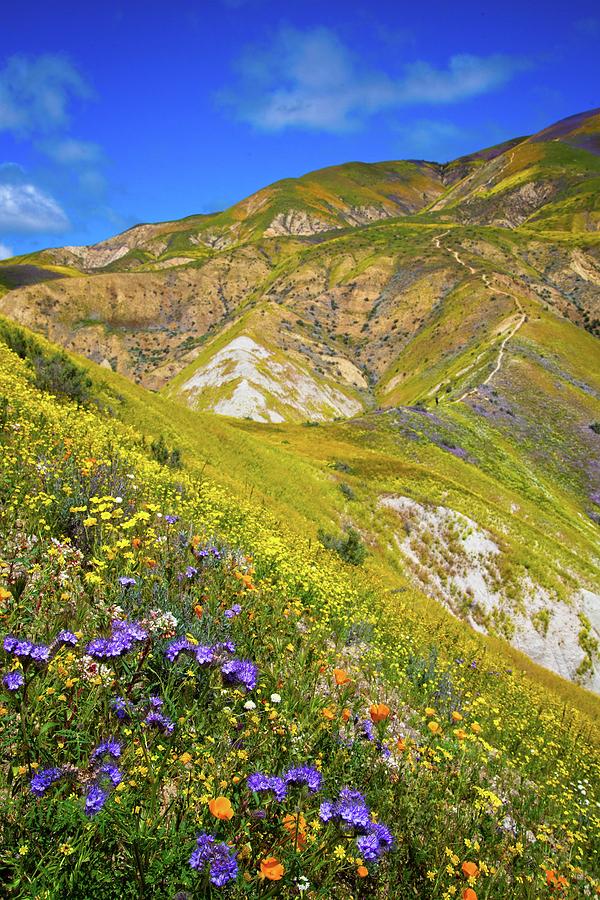 Wildflower Wonders of the Carrizo Plain Superbloom 2017 Vertical Photograph by Lynn Bauer