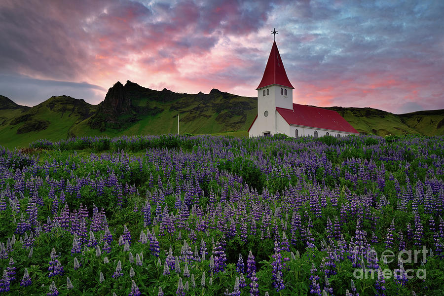 Sunset Photograph - Sunset in Lupine Wildflower Field with Icelandic Church by Tom Schwabel