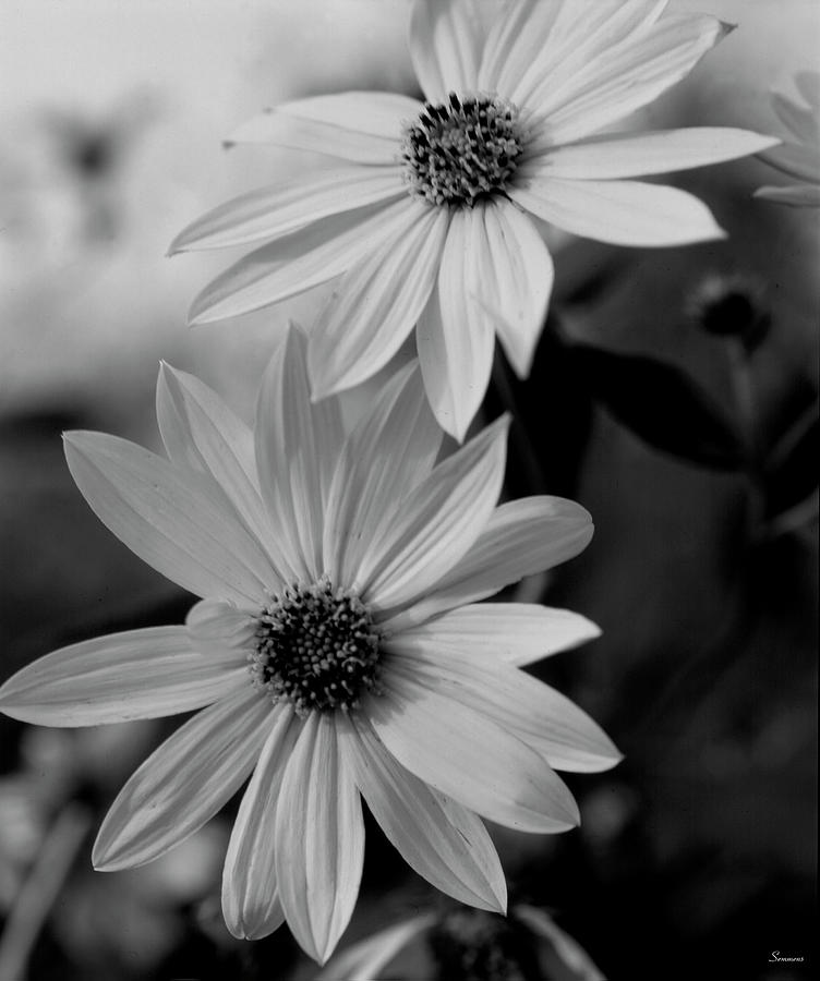 Wildflowers 1 Photograph by Gordon Semmens - Fine Art America