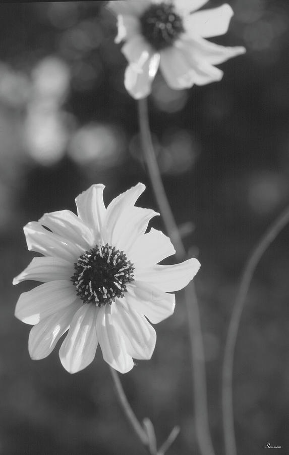 Wildflowers 11 Photograph by Gordon Semmens - Fine Art America