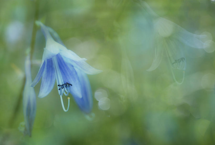 Wildflowers Photograph by Alexander Kiyashko