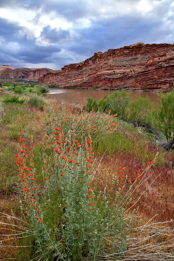 Wildflowers along Colorado River and Highway 128 Photograph by Ray Mathis
