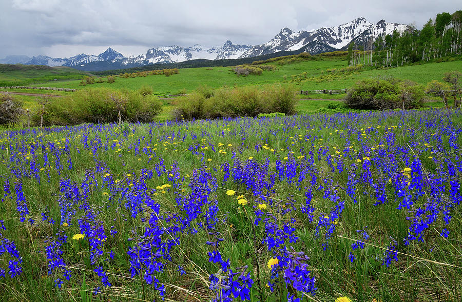Wildflowers along Last Dollar Road Photograph by Ray Mathis