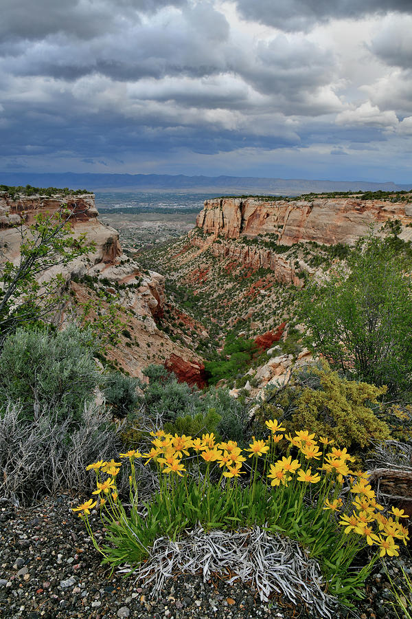 Wildflowers along Rim Rock Drive Photograph by Ray Mathis