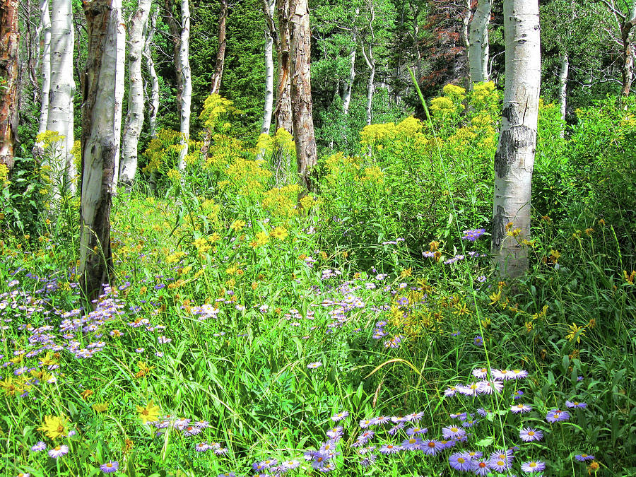 Wildflowers and Aspens Photograph by DK Digital