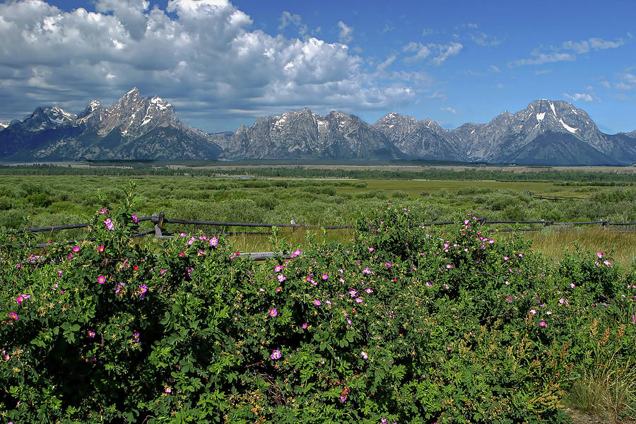 Wildflowers and Mountains Photograph by Ronnie And Frances Howard