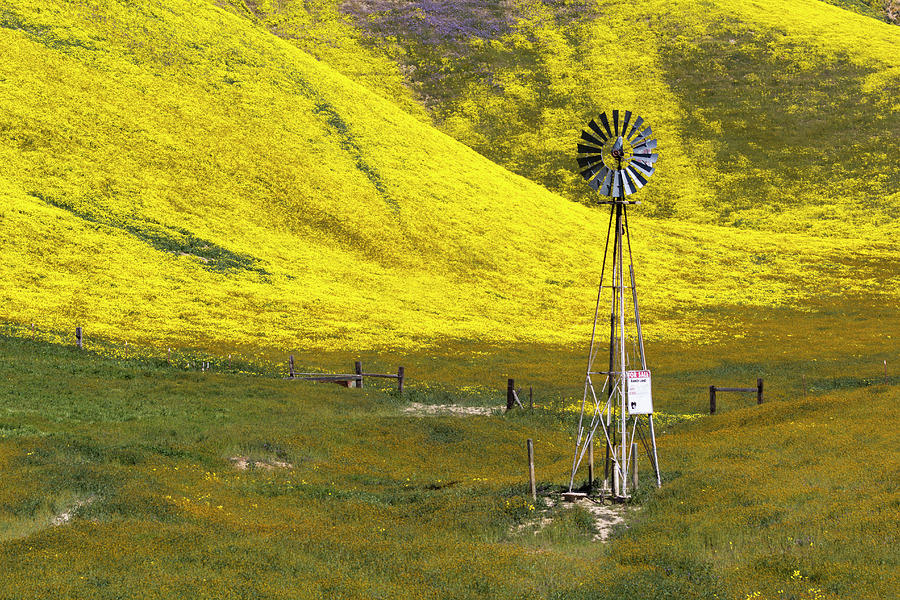 Wildflowers and Ranch Land Photograph by Rick Pisio
