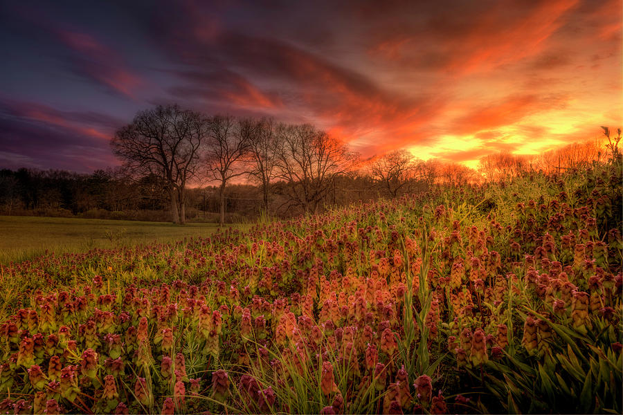 Wildflowers and Wildfire Sky by Thomas Gaitley Wildflowers and Wildfire Sky by Thomas Gaitley