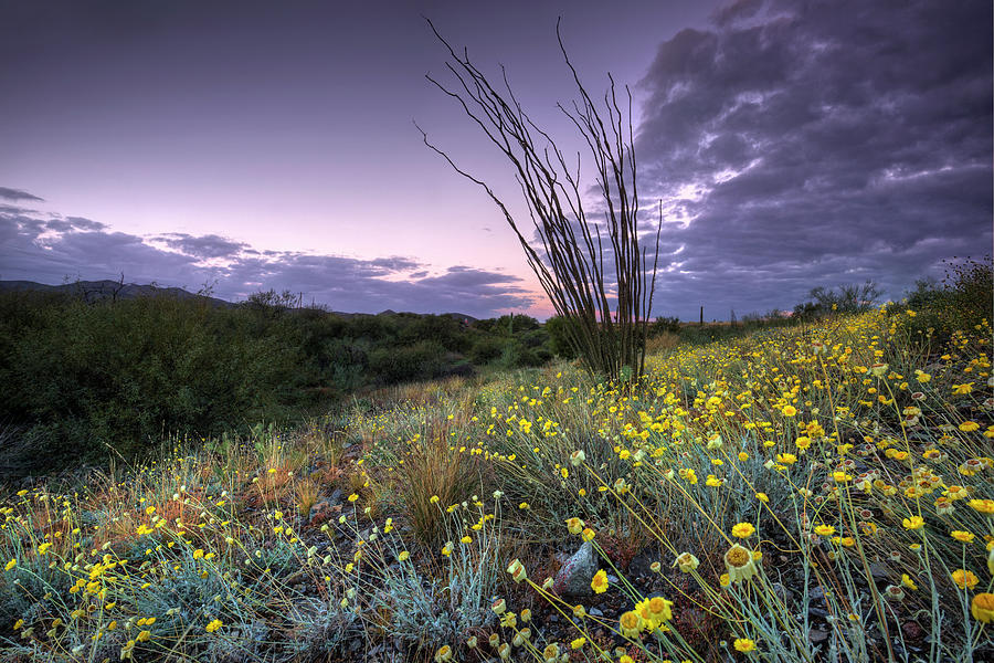 Wildflowers at Dawn Photograph by Sue Cullumber