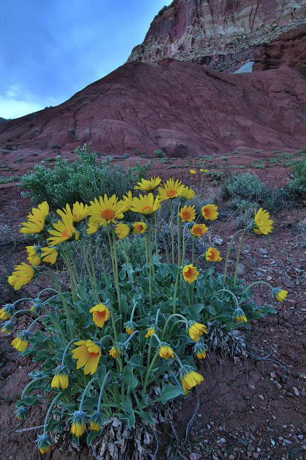 Wildflowers at Dusk in Capitol Reef NP Photograph by Ray Mathis