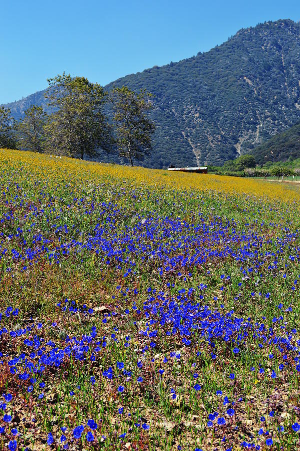 Wildflowers At Oak Glen Preserve Photograph