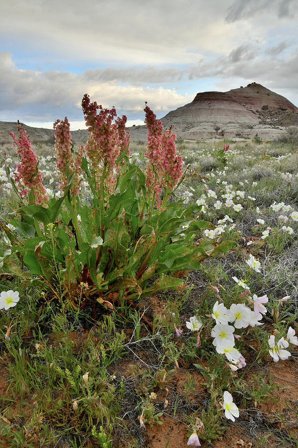 Wildflowers at Ruby Mountain Photograph by Ray Mathis