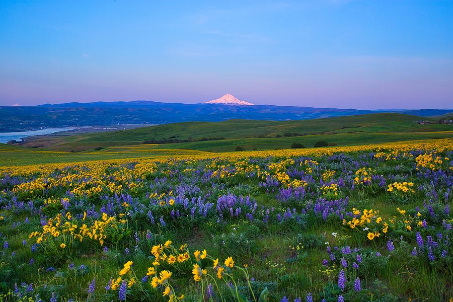 Wildflowers at sunrise by Lynn Hopwood Wildflowers at sunrise by Lynn Hopwood