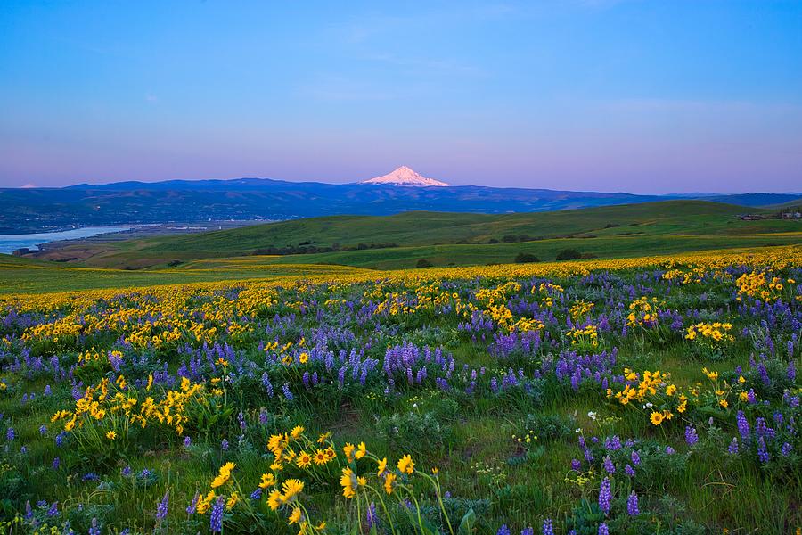 Wildflowers at sunrise Photograph by Lynn Hopwood