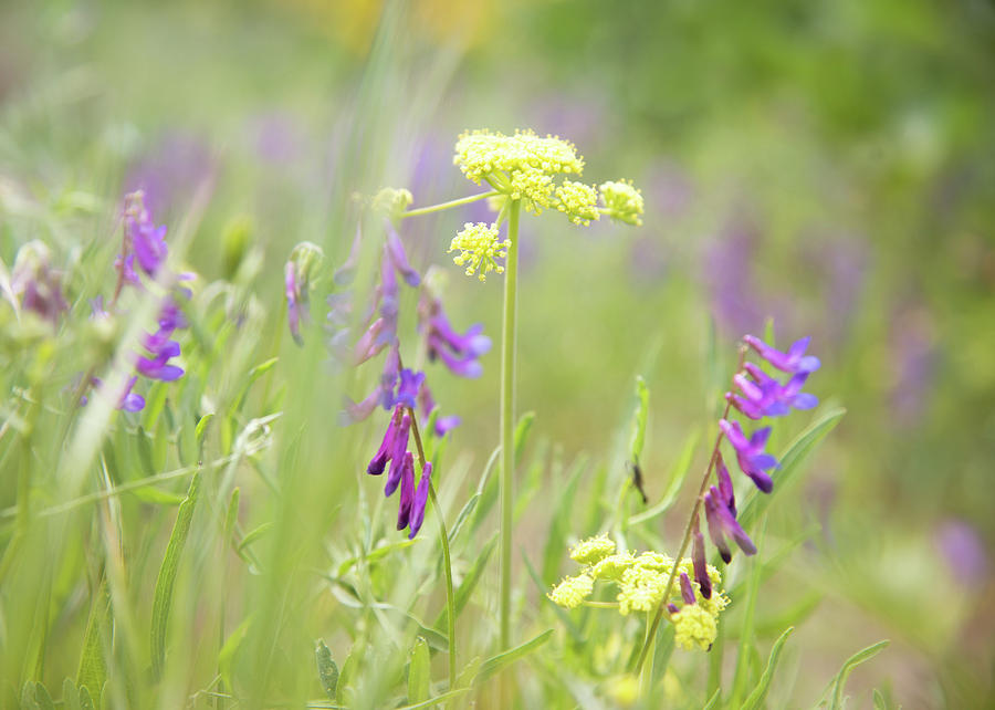 Wildflowers at Tom McCall Preserve by Johanna Froese Wildflowers at Tom McCall Preserve by Johanna Froese