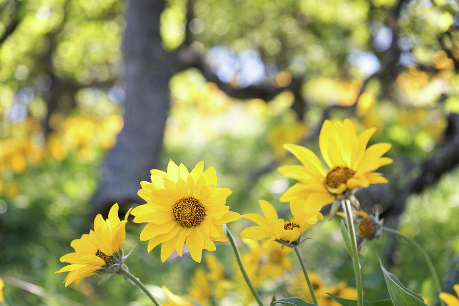 Wildflowers-Balsamroot by Johanna Froese Wildflowers-Balsamroot by Johanna Froese