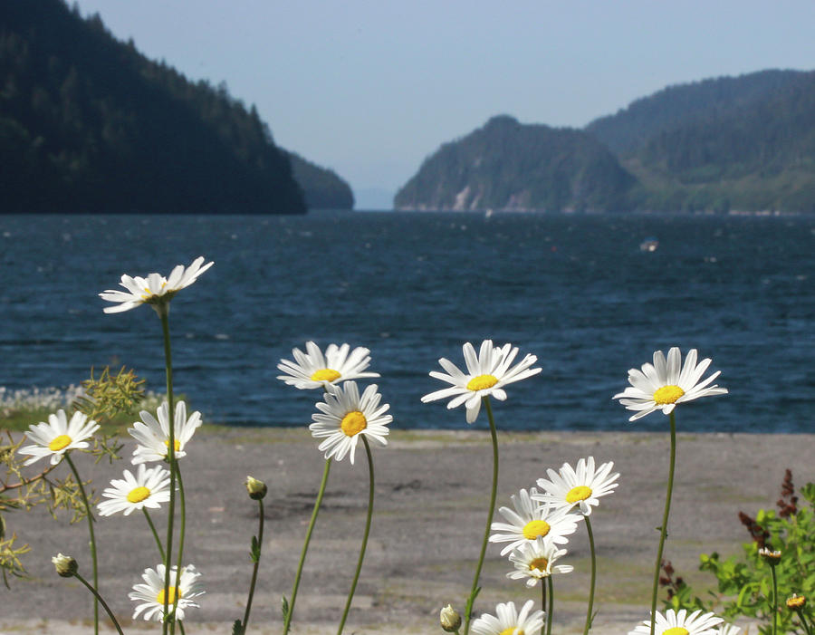 Wildflowers Before a Mountainous Inlet by Pacific Northwest Sailing Wildflowers Before a Mountainous Inlet by Pacific Northwest Sailing