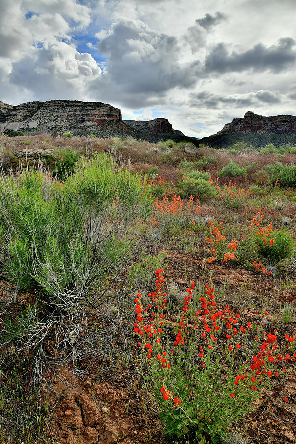 Wildflowers Beneath Colorado NM at Ruby Mountain Photograph by Ray Mathis