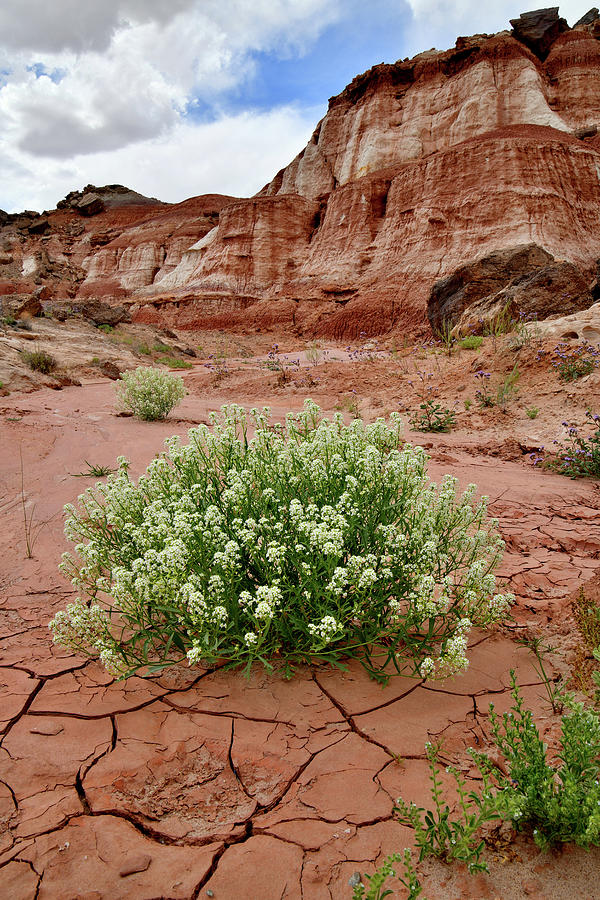 Utah Photograph - Wildflowers Bloom Along Highway 24 in Utah by Ray Mathis