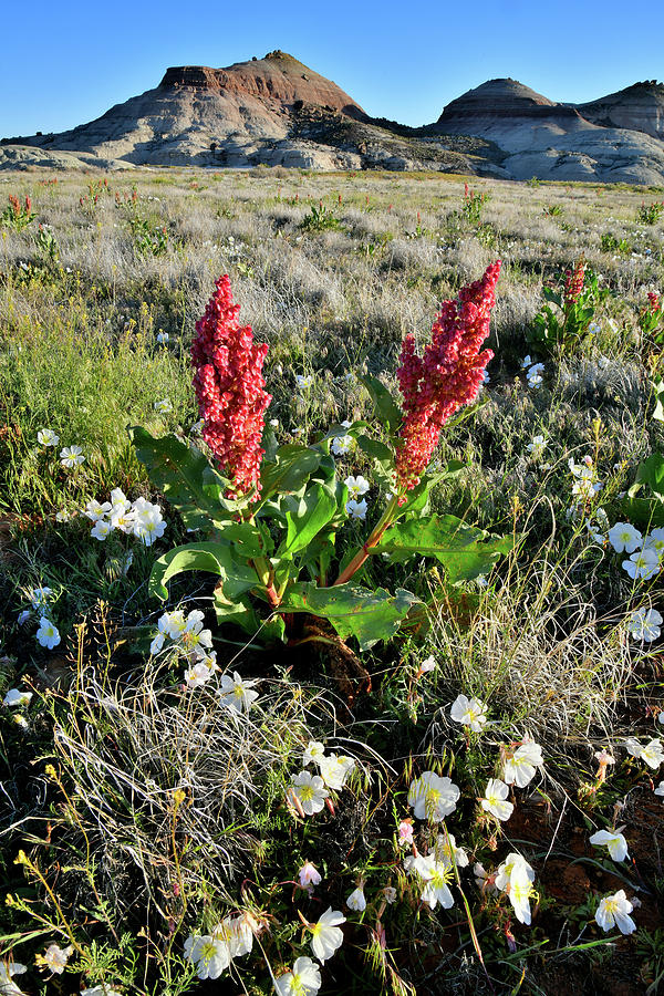 Wildflowers Bloom at Ruby Mountain Photograph by Ray Mathis