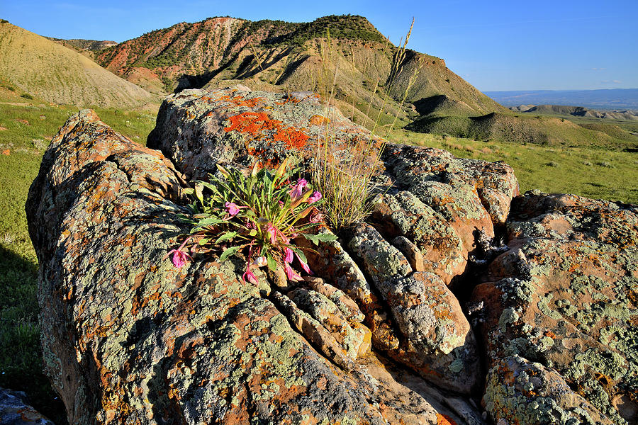 Wildflowers Bloom atop Boulder in Book Cliffs Photograph by Ray Mathis