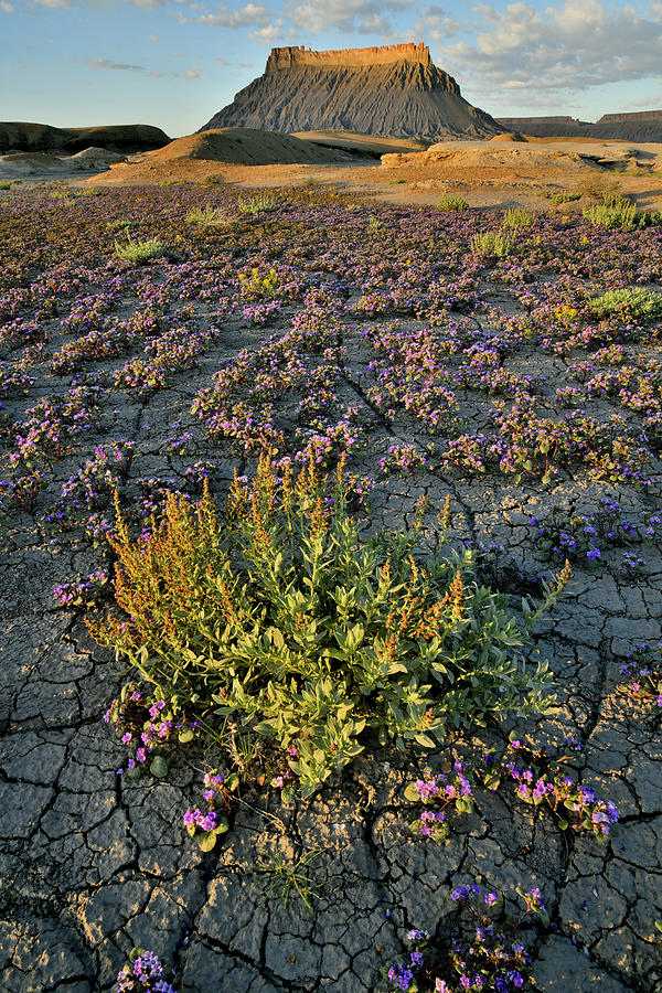 Wildflowers Bloom beneath Factory Butte Photograph by Ray Mathis