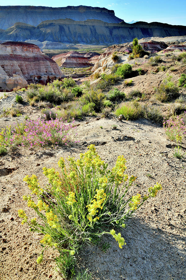 Wildflowers Bloom in Caineville Wash in Utah Photograph by Ray Mathis