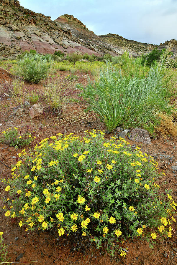 Wildflowers Bloom in Red Rocks Valley Photograph by Ray Mathis